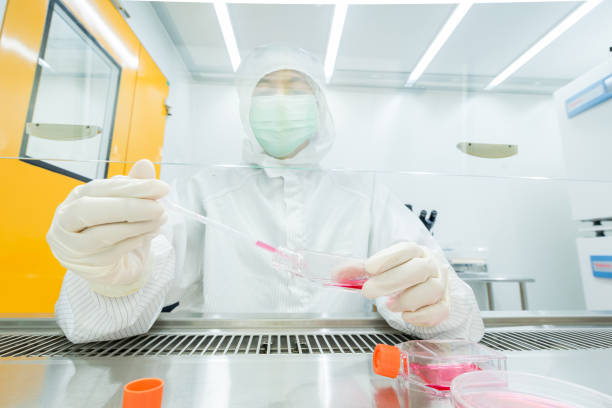 un scientifique cremoirant des cellules et pipetting milieu de croissance dans le plat de petri et les flacons pour l'astodonte de culture cellulaire dans le coffredebiologique de sécurité (bsc). - laminar flow cabinet photos et images de collection