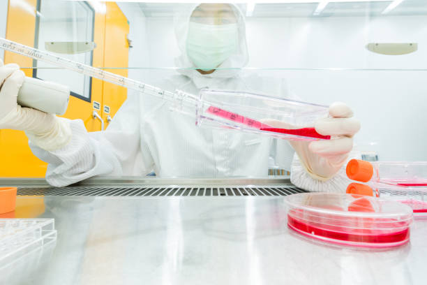 istock A scientist culturing cells and pipetting growth medium into petri dish and flasks for cell culture assay in Biological Safety Cabinet (BSC). 1173387450