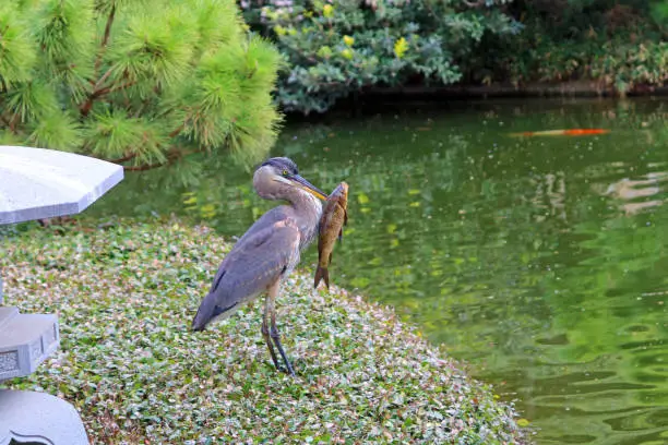 Photo of Great blue heron on the shore of pond about to eat a koi fish  5 in series, 4 of 5