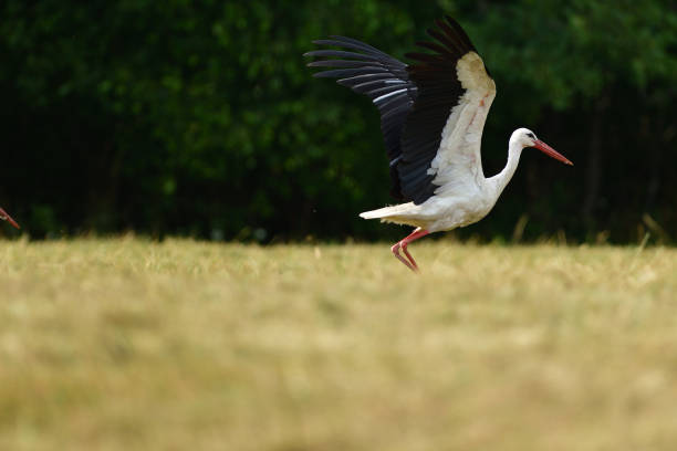 White stork flies over the woods and meadows