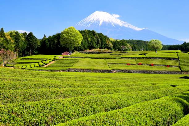 istock Mt.Fuji and Tea plantation 1173388815