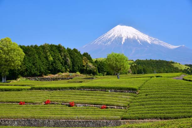 istock Mt.Fuji and Tea plantation 1173389068