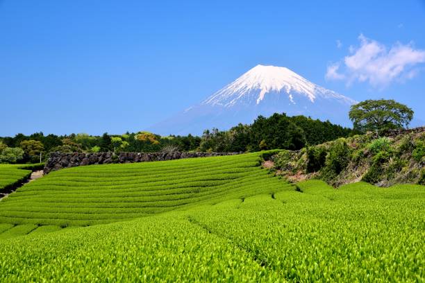 istock Mt.Fuji and Tea plantation 1173389602