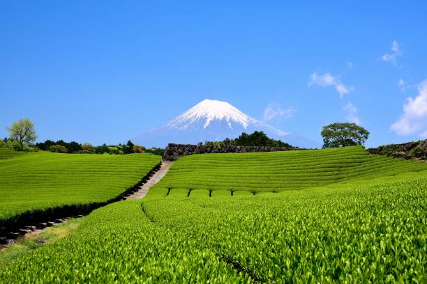 istock Mt.Fuji and Tea plantation 1173389670