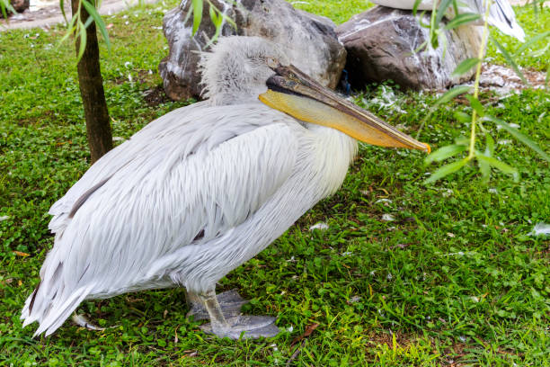 istock Great white pelican sitting on green grass. 1173389671