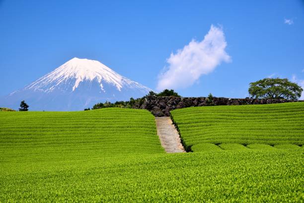 istock Mt.Fuji and Tea plantation 1173390219