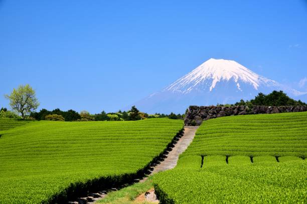 istock Mt.Fuji and Tea plantation 1173390288