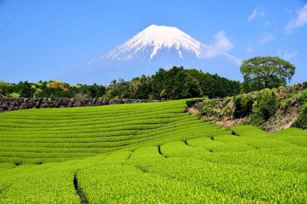 istock Mt.Fuji and Tea plantation 1173390333