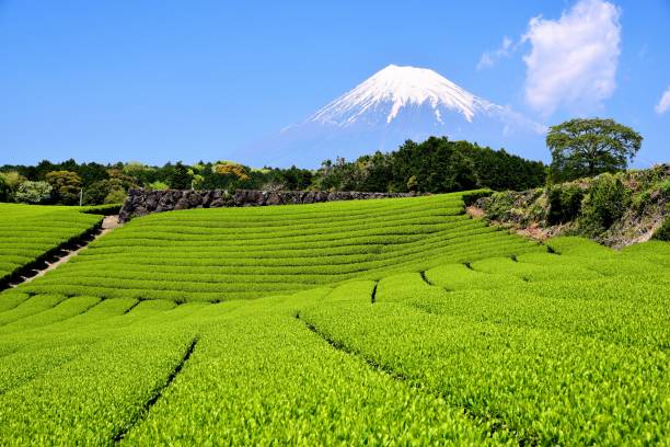 istock Mt.Fuji and Tea plantation 1173390397