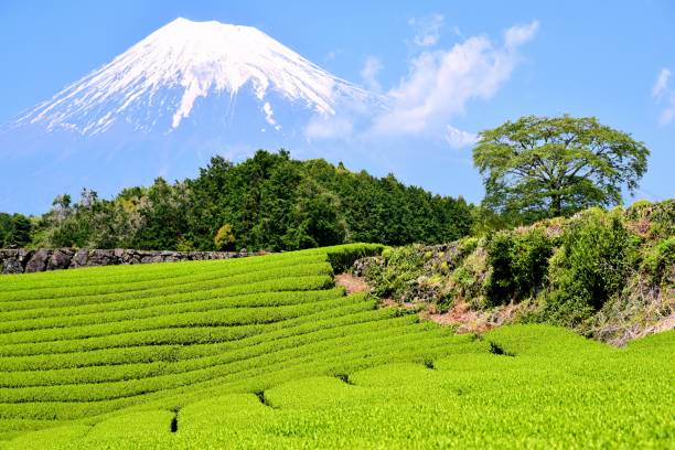 istock Mt.Fuji and Tea plantation 1173390424