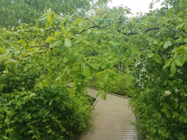 istock wet boardwalk and green leaves 1173390816