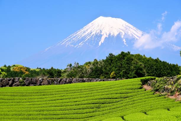 istock Mt.Fuji and Tea plantation 1173391191