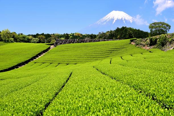 istock Mt.Fuji and Tea plantation 1173391231