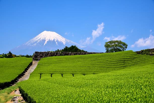 istock Mt.Fuji and Tea plantation 1173392117