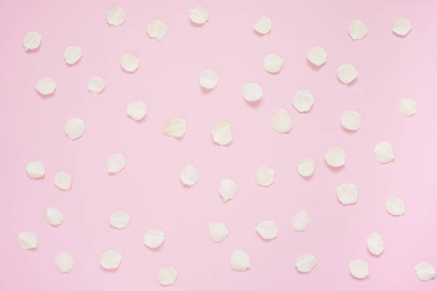 istock White flower petals on pink background. Top view 1173392125