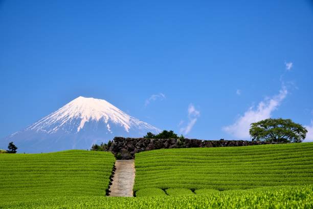 istock Mt.Fuji and Tea plantation 1173392134