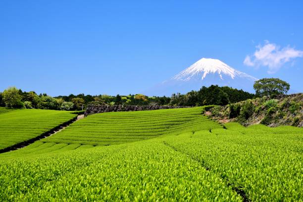 istock Mt.Fuji and Tea plantation 1173393580