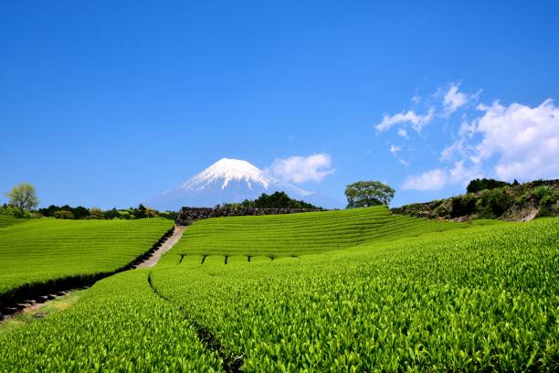 istock Mt.Fuji and Tea plantation 1173393802