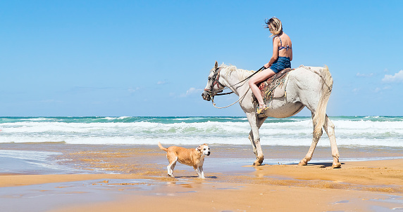 Horse and dog running on the beach