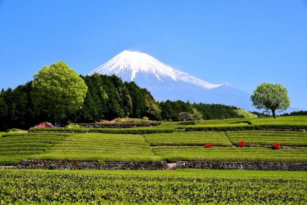 istock Mt.Fuji and Tea plantation 1173394401