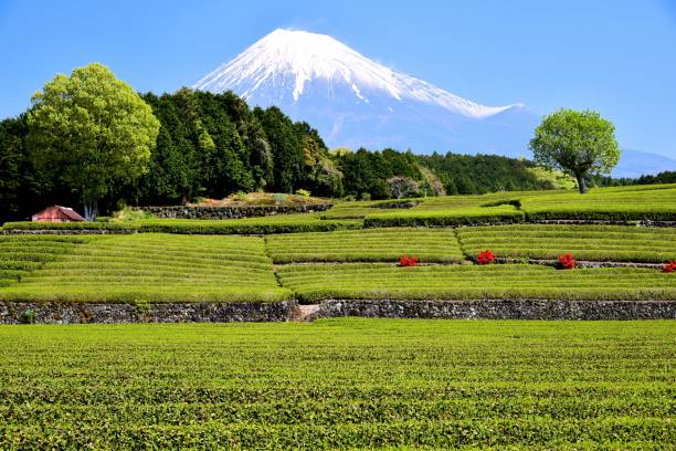 istock Mt.Fuji and Tea plantation 1173394427