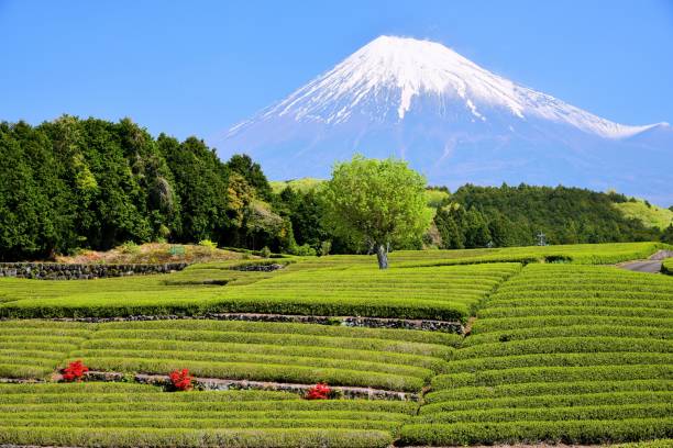 istock Mt.Fuji and Tea plantation 1173394605