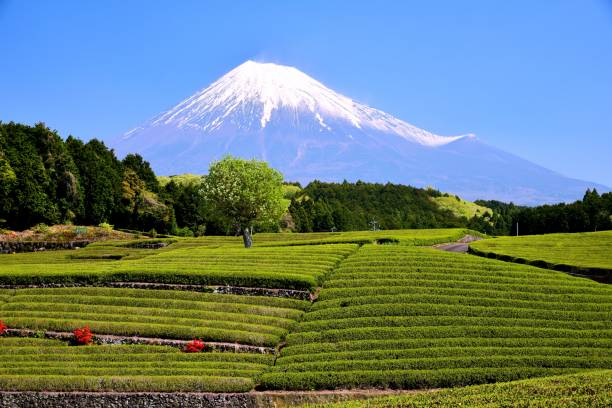 istock Mt.Fuji and Tea plantation 1173394637