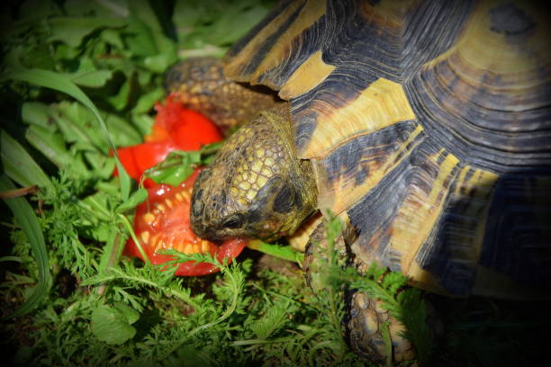 istock Turtle at the food 1173394829