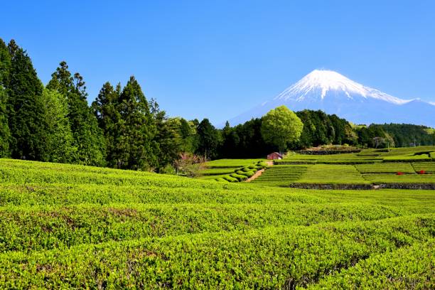 istock Mt.Fuji and Tea plantation 1173395774