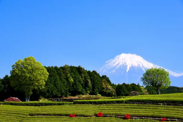 istock Mt.Fuji and Tea plantation 1173395905