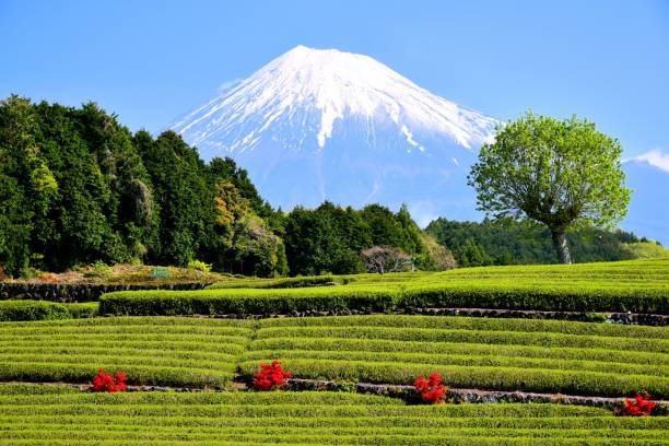 istock Mt.Fuji and Tea plantation 1173395984