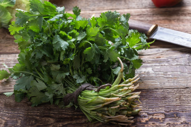 istock Fresh organic homegrown cilantro herbs 1173396020