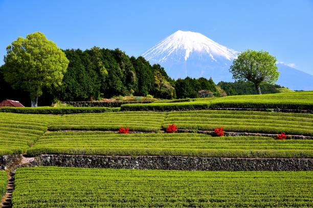 istock Mt.Fuji and Tea plantation 1173396052
