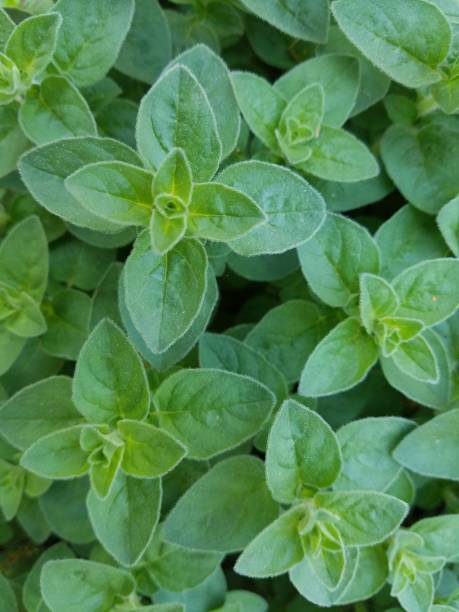 istock green oregano plant close up 1173396972