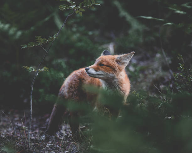 un renard finlandais - renard roux photos et images de collection