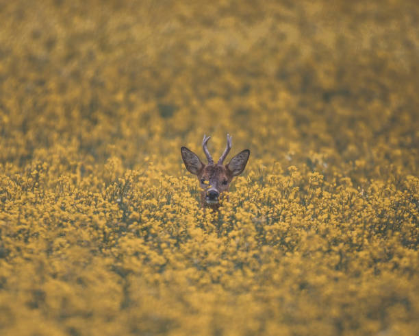 istock Finnish deer in a flower field 1173400087
