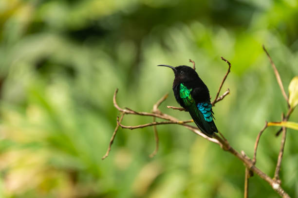 istock Purple-throated carib (Eulampis jugularis) 1173400680