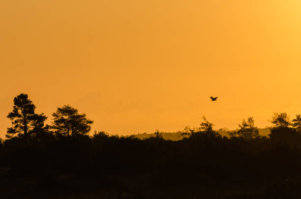 Orange sky with an eagle in flight in a silhouetted landscape