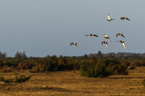 Flock with Golden Plovers in flight by fall migration over a swedish grassland at the island Oland