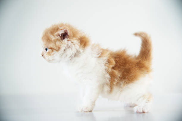 istock Scottish Straight Purebred Kitty 1173404595