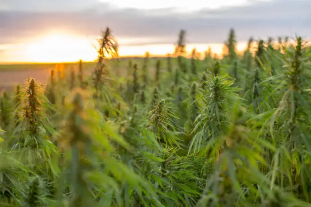 Marijuana CBD hemp plants field in sunrise