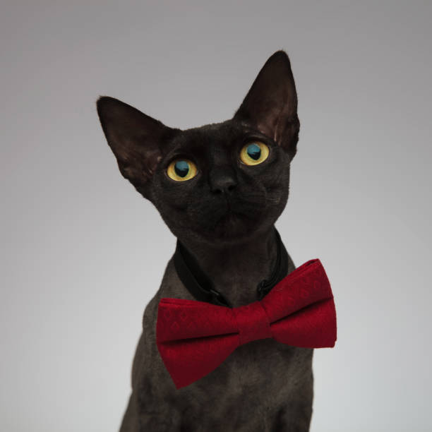 istock adorable metis cat looking up on grey background 1173406053