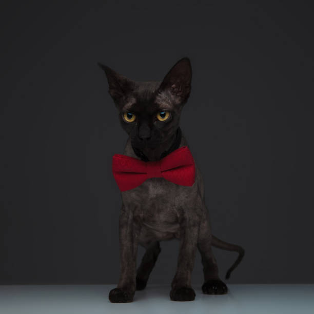 istock cute metis cat wearing a bow tie on grey background 1173406077