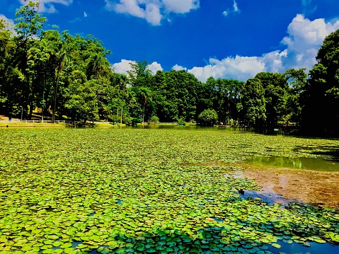 Lake at Horto Forestal Park, São Paulo