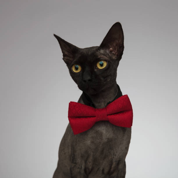 istock cute metis cat wearing a bow tie on grey background 1173406497