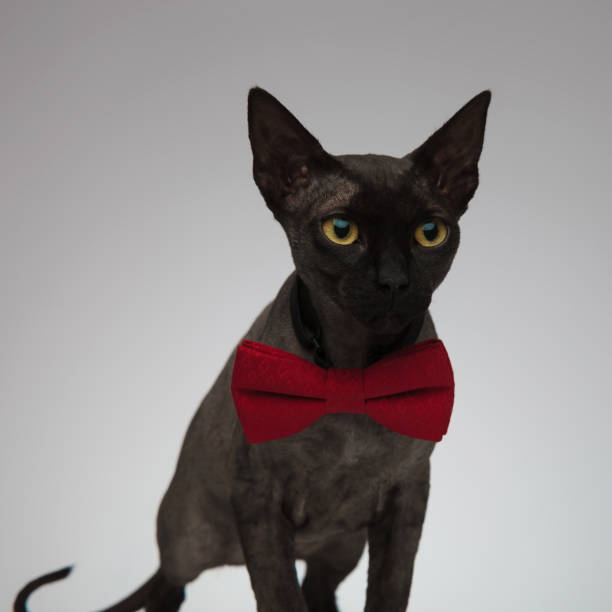 istock cute metis cat wearing a bow tie on grey background 1173406506