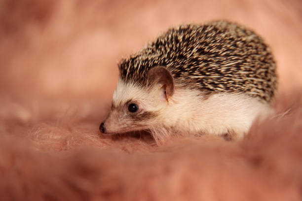 side view of a sweet tiny hedgehog standing and looking away with shy eyes on pink soft background