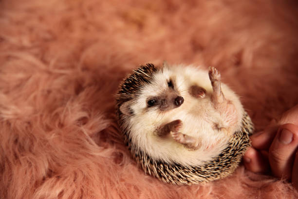 istock hedgehog laying down and grabbed by spines 1173407220