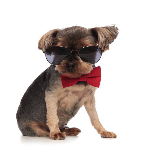 istock cool yorkshire terrier wearing sunglasses and red bowtie 1173407316