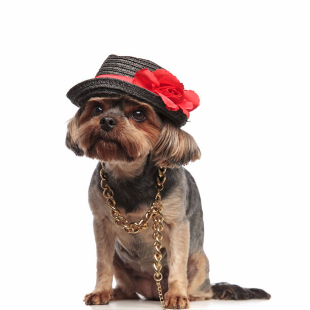 istock cute yorkshire terrier wearing a hat and sitting on white background 1173407343